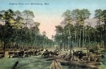 Logs in Piles Waiting to be Loaded, Logging Scene Near Hattiesburg, Mississippi