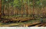 Pine Forest Near Hattiesburg, Mississippi