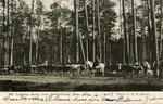 Men on Horseback in the Forest, Logging Near Hattiesburg, Mississippi