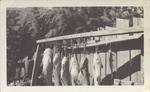 Seven Fish Hanging From a Wooden Structure