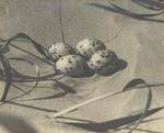 Black Skimmer Eggs by Scenic South Magazine