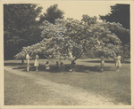 Mimosa Trees at Delta State Teachers College, Cleveland, Mississippi, 1945 by Scenic South Magazine