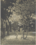 Women Standing Beneath a China Tung Tree, 1946