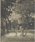 Women Standing Beneath a China Tung Tree, 1946 by Scenic South Magazine