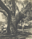 Moss Draped Evergreen Live Oak, 1946 by Scenic South Magazine