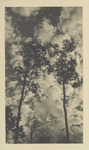 A View of Pine Trees Set Against a Cloudy Sky, 1947