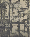 Cypress Trees Growing Out of A Body of Water, 1947 by Scenic South Magazine