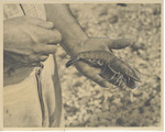 Man Holding a Large Shrimp, 1948 by Scenic South Magazine