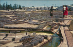 Mississippi River Scale Model, Waterways Experiment Station, Corps of Engineers, U. S. Army, Vicksburg, Mississippi