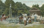 People Gathering and Picking Oranges, Tampa, Florida