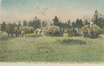 Harvesting Hay Near New Albany, Mississippi