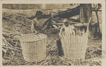 Basket Weavers at Work; Basketmakers