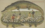 Greetings from the Sunny South Where the Cotton Blossoms Grow
