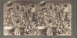 Cotton is King: A Plantation Scene with Pickers at Work, Georgia