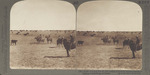 Roping a Yearly from the Cattle at Sierra Bonita Ranch, Arizona