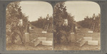 Picking Oranges in One of the Famous Groves at Riverside, California