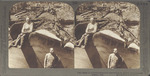 A Monster Sequoia Just Felled in Grove at Converse Basin, California