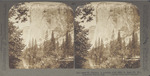 El Capitan, A Granite Cliff, 3800 Feet High, Yosemite Valley, California