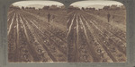 Irrigating a Strawberry Field, Hood River Valley, North to Mount Adams, Oregon