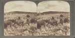 Wild Buffalo at Home on a Sunny Slope in Yellowstone Park