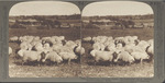Prize Winning Sheep (shropshires) ana Jackson County Pasture, Michigan
