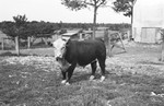 Bull [Slide Farm-13] by Howard Langfitt