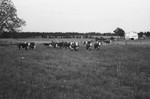 Cattle 2 [Slide Farm-11] by Howard Langfitt