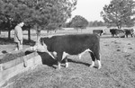 Bull [Slide Farm-11] by Howard Langfitt