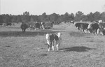 Calves [Slide Farm-12] by Howard Langfitt