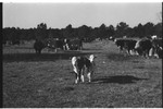 Cattle [Slide Farm-9] by Howard Langfitt
