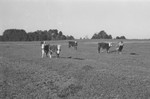 Pasture with cattle [Slide Farm-14] by Howard Langfitt