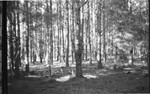 Timber [Slide Farm-5] by Howard Langfitt