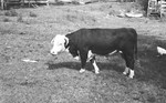 Bull [Slide Farm-9] by Howard Langfitt