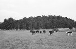 Cattle 2 [Slide Farm-6] by Howard Langfitt