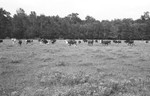 Cattle 3 [Slide Farm-7] by Howard Langfitt
