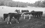 Cattle 7 [Slide Farm-8] by Howard Langfitt