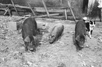 Hogs [Slide Farm-14] by Howard Langfitt