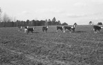 Cattle 2 [Slide Farm-5] by Howard Langfitt