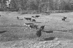 Cattle 4 [Slide Farm-7] by Howard Langfitt