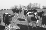 Cattle 2 [Slide Farm-5] by Howard Langfitt