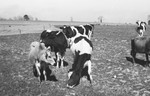 Cattle 3 [Slide Farm-6] by Howard Langfitt