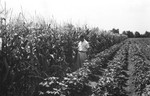 Corn and cotton 2 [Slide Farm-5] by Howard Langfitt