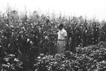 Corn and cotton [Slide Farm-4] by Howard Langfitt