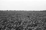 Cotton field [Slide Farm-6] by Howard Langfitt