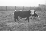 Bull [Slide Farm-6] by Howard Langfitt