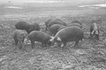 Hogs 2 [Slide Farm-8] by Howard Langfitt