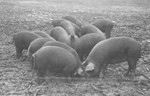 Hogs [Slide Farm-7] by Howard Langfitt