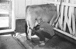 Cow In Barn [Slide Farm-7] by Howard Langfitt