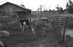 Cows [Slide Farm-5] by Howard Langfitt