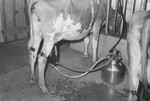 Milking cows 2 by Howard Langfitt